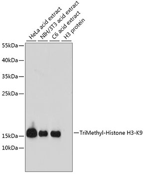 Western blot analysis of extracts of HeLa cell line and H3 protein expressed in E.coli., using H3K9me3 Polyclonal Antibody.