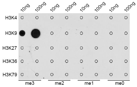 Dot-blot analysis of all sorts of methylation peptides using H3K9me3  Polyclonal Antibody.