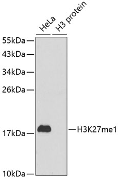 Histone H3K27me1 (H3K27 Monomethyl) Polyclonal Antibody (100 µl)