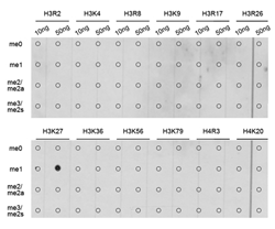 Dot-blot analysis of all sorts of methylation peptides using Histone H3K27 Monomethyl Polyclonal Antibody.