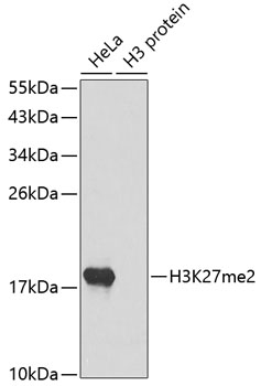 Histone H3K27me2 (H3K27 Dimethyl) Polyclonal Antibody (100 µl)