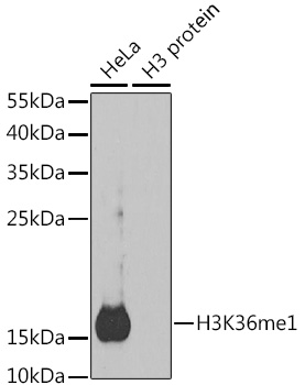 Histone H3K36me1 (H3K36 Monomethyl) Polyclonal Antibody (100 µl)