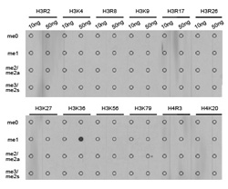 Dot-blot analysis of all sorts of methylation peptides using H3K36me1 Polyclonal Antibody.