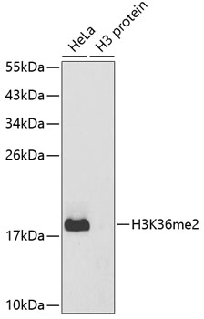 Histone H3K36me2 (H3K36 Dimethyl) Polyclonal Antibody (100 µl)