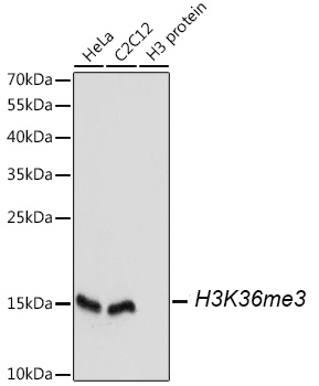 Western blot analysis of extracts of HeLa cell line and H3 protein expressed in E.coli., using Histone H3K36me3  Polyclonal Antibody.