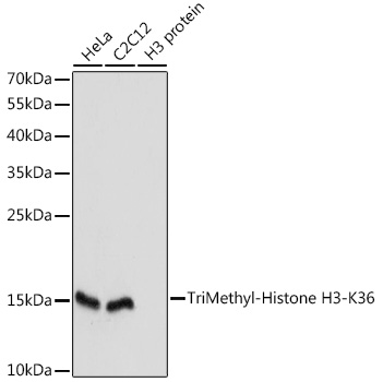 Histone H3K36me3 (H3K36 Trimethyl) Polyclonal Antibody (25 µl)