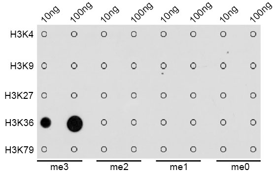 Dot-blot analysis of all sorts of methylation peptides using Histone H3K36me3 Polyclonal Antibody.