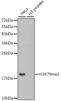 Histone H3K79me1 (H3K79 Monomethyl) Polyclonal Antibody (50 µl)