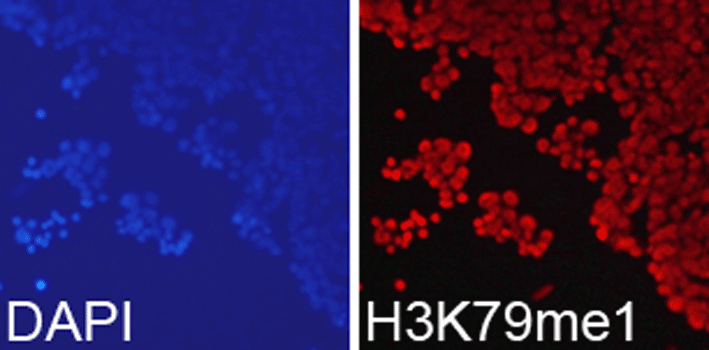 Immunofluorescence analysis of 293T cell using H3K79me1 Polyclonal Antibody. Blue: DAPI for nuclear staining.