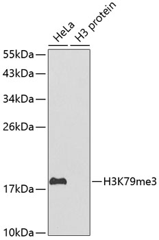 Histone H3K79me3 (H3K79 Trimethyl) Polyclonal Antibody (25 µl)