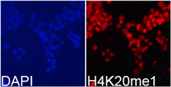 Immunofluorescence analysis of 293T cell using H4K20me1 Polyclonal Antibody. Blue: DAPI for nuclear staining.