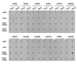 Dot-blot analysis of all sorts of methylation peptides using Histone H4K20 Dimethyl Polyclonal Antibody.