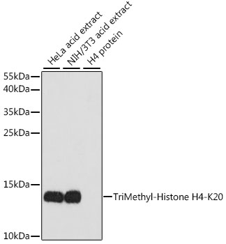 Western blot analysis of extracts of HeLa cell line and H4 protein expressed in E.coli., using H4K20me3  Polyclonal Antibody.