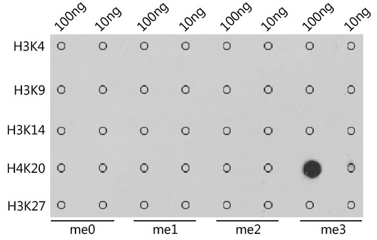 Dot-blot analysis of all sorts of methylation peptides using H4K20me3 Polyclonal Antibody.