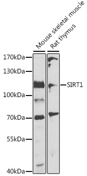 Western blot analysis of extracts of various cell lines, using SIRT1 Polyclonal Antibody.