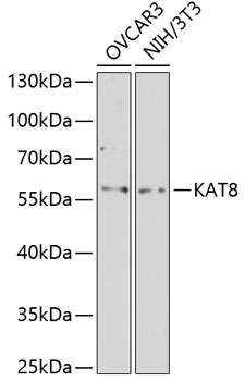 KAT8 Polyclonal Antibody (50 µl)