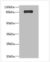 ADAMTS4 Polyclonal Antibody