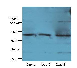 ANGPTL7 Polyclonal Antibody