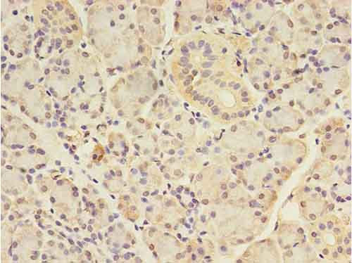 Immunohistochemistry of paraffin-embedded human pancreatic tissue at dilution 1:100