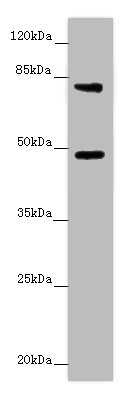 Casp12 Polyclonal Antibody (100 µl)