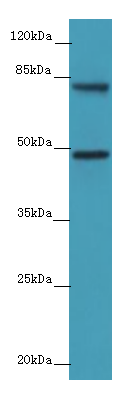 Casp12 Polyclonal Antibody