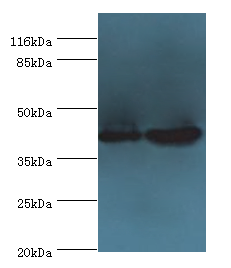 CCR6 Polyclonal Antibody