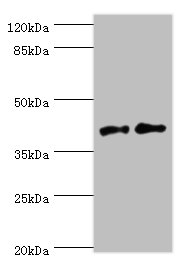 CD46 Polyclonal Antibody (100 µl)