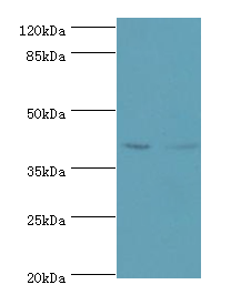 CD46 Polyclonal Antibody