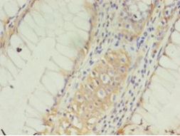 CLDN15 Polyclonal Antibody