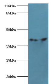 CNTFR Polyclonal Antibody