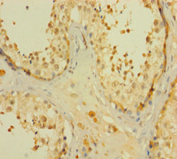 CNTNAP1 Polyclonal Antibody