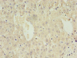 DAO Polyclonal Antibody