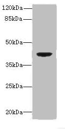 Western blot<br />All lanes: DAPK2 Polyclonal Antibody at 6ug/ml+ Mouse brain tissue<br />Goat polyclonal to rabbit at 1/10000 dilution<br />Predicted band size: 43, 56 kDa<br />Observed band size: 43 kDa<br />