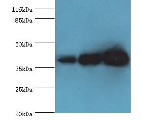 DNAJB5 Polyclonal Antibody