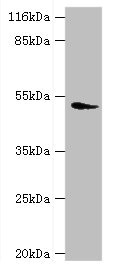 DRD5 Polyclonal Antibody (100 µl)