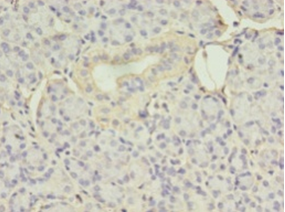EIF4EBP3 Polyclonal Antibody
