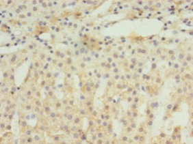 Immunohistochemistry of paraffin-embedded human adrenal gland at dilution 1:100
