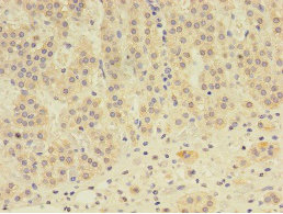 Immunohistochemistry of paraffin-embedded human adrenal gland at dilution 1:100