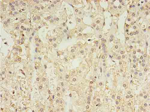 Immunohistochemistry of paraffin-embedded human kidney at dilution 1:100