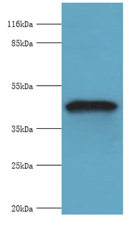 GIF Polyclonal Antibody