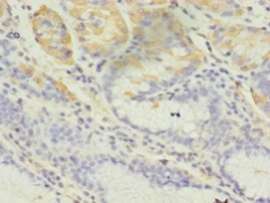 GRIA3 Polyclonal Antibody