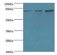 GSN Polyclonal Antibody