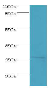 HOXA6 Polyclonal Antibody