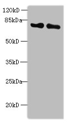 KEAP1 Polyclonal Antibody (100 µl)