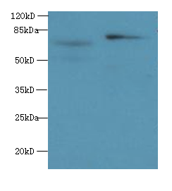 KEAP1 Polyclonal Antibody