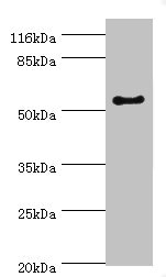Western blot<br />All lanes: LAMP2 Polyclonal Antibody at 2ug/ml+Hela whole cell lysate<br />Secondary<br />Goat polyclonal to rabbit at 1/10000 dilution<br />Predicted band size: 45, 46 kDa<br />Observed band size: 55 kDa<br />