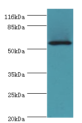 LAMP2 Polyclonal Antibody