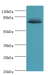Lhcgr Polyclonal Antibody