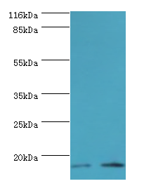 LSM4 Polyclonal Antibody