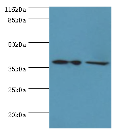 MAP2K6 Polyclonal Antibody